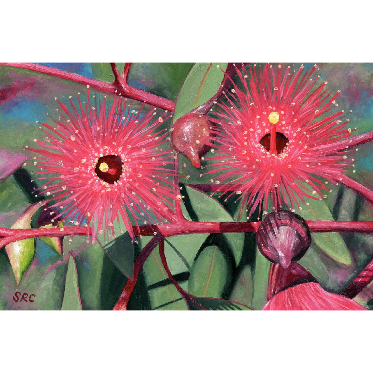 Flowering Gum Gift Tags
