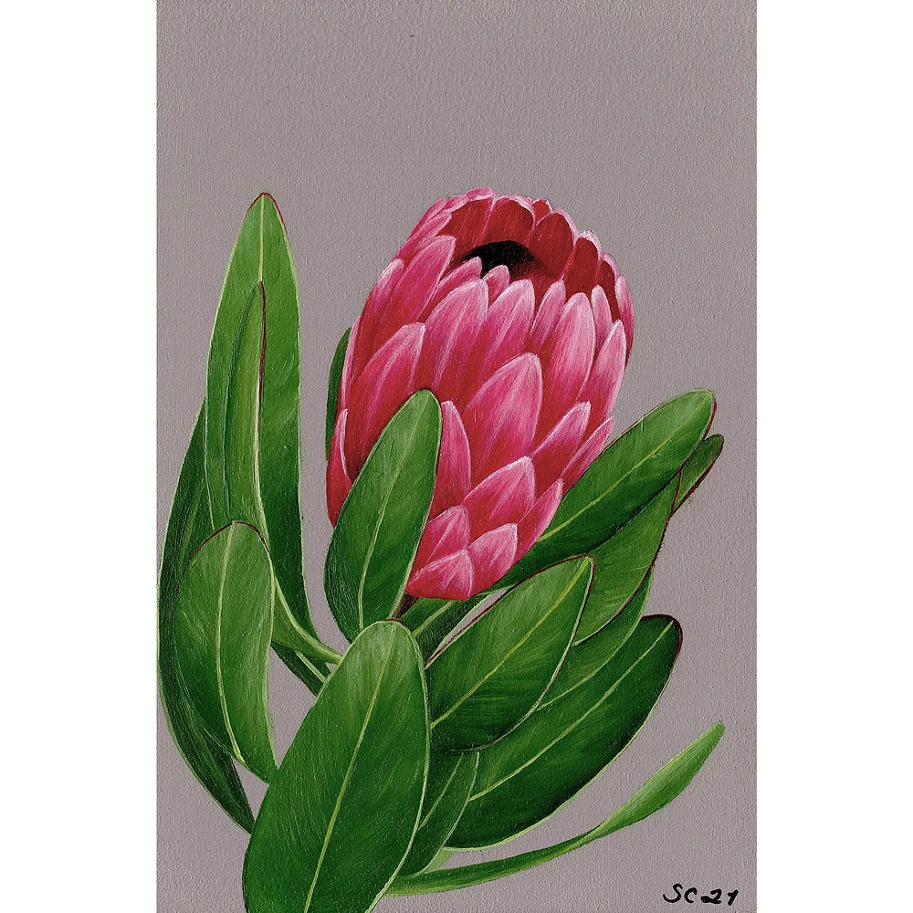Protea Fine Art Print
