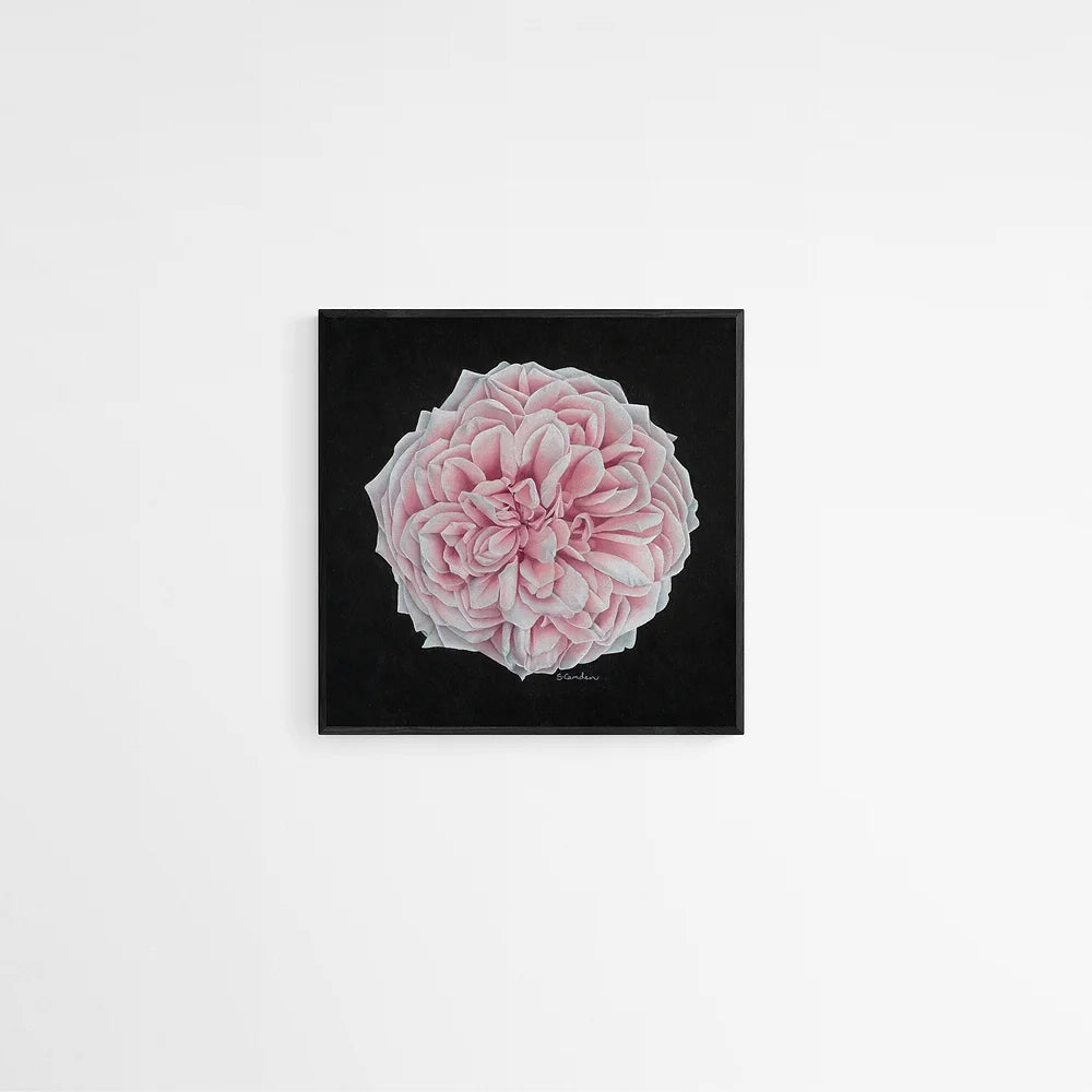 Rose Flower Fine Art Print