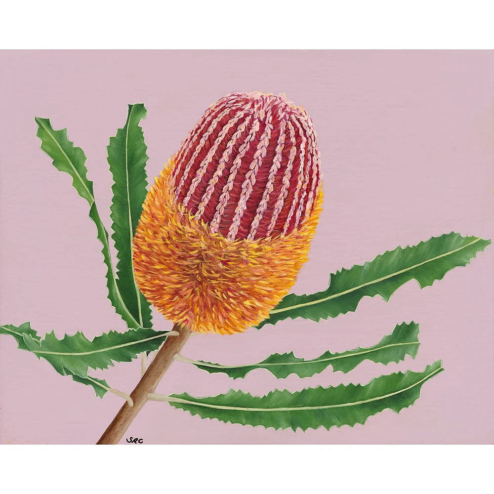 Firewood Banksia Greeting Card