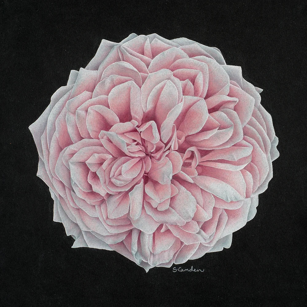 Rose Flower Fine Art Print